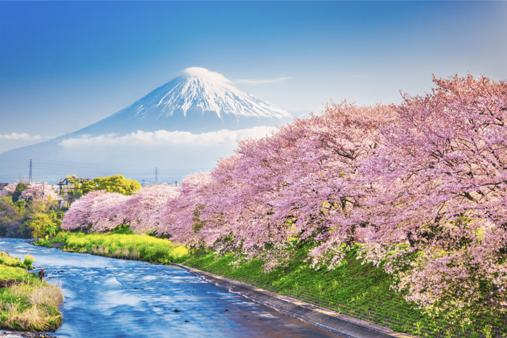 Mt. Fuji in Spring