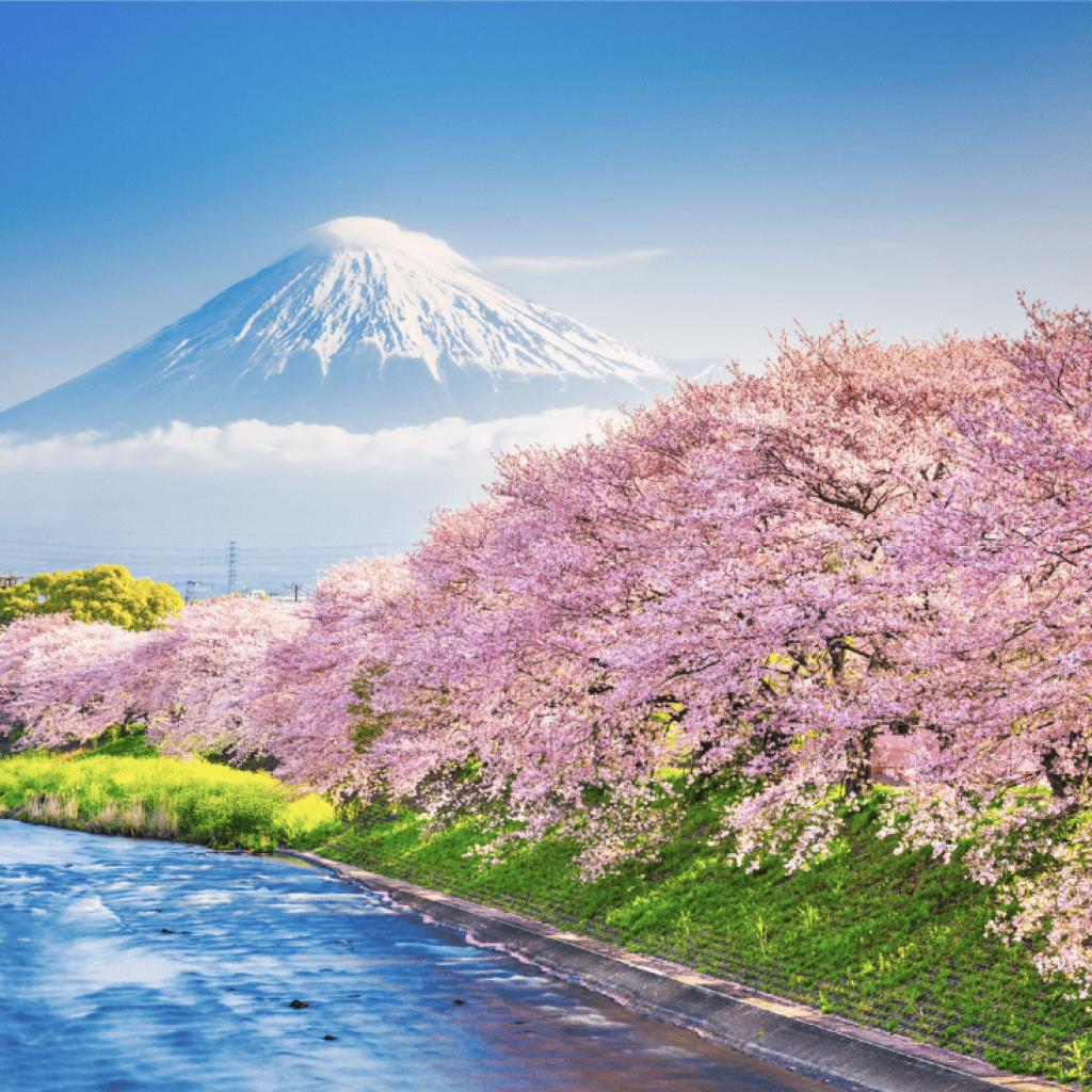 Mt. Fuji in Spring